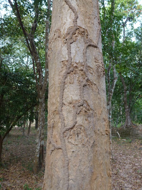 Termite infested tree