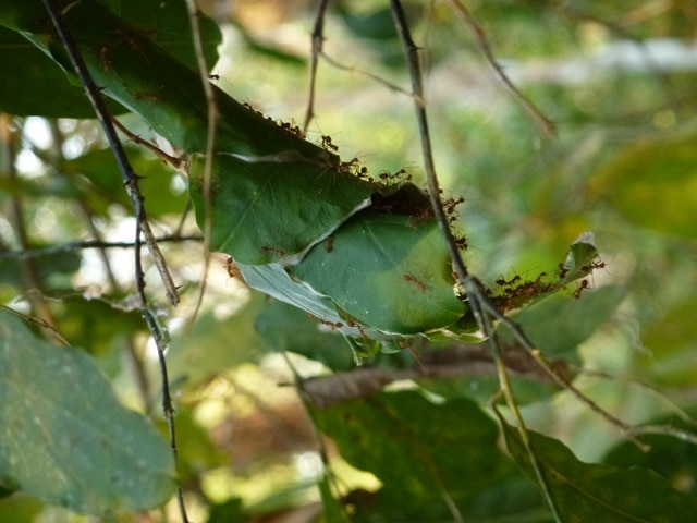 Red Ants