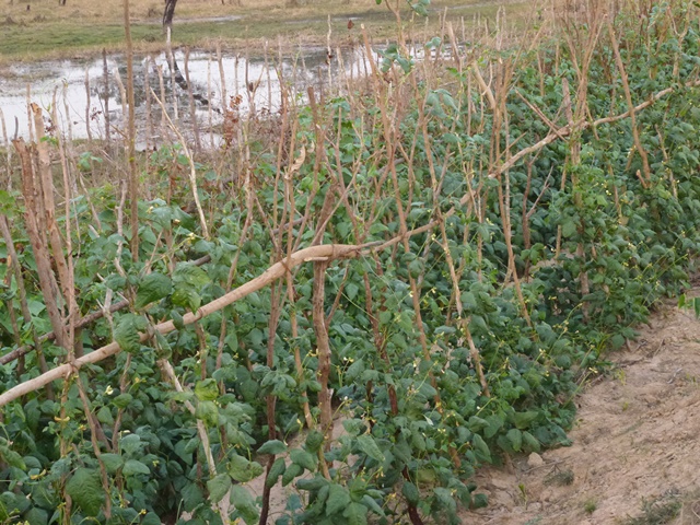 Kampong Thom Beans & Cucumbers